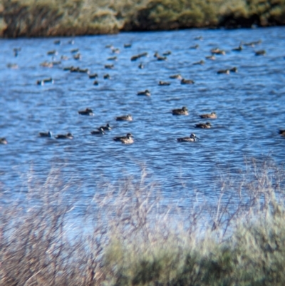 Malacorhynchus membranaceus (Pink-eared Duck) at Lake Mackay, NT - 14 May 2024 by Darcy