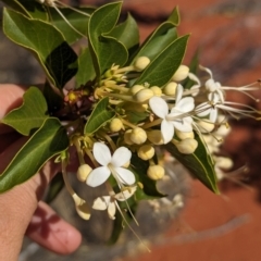 Clerodendrum floribundum (Lolly Bush, Lottery Tree) at Lake Mackay, NT - 14 May 2024 by Darcy