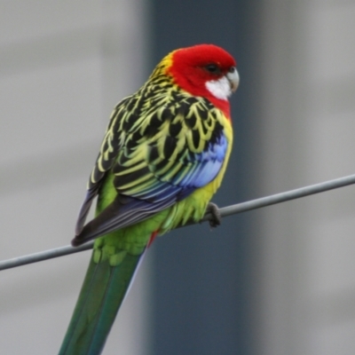 Platycercus eximius (Eastern Rosella) at Higgins, ACT - 11 Jun 2006 by AlisonMilton