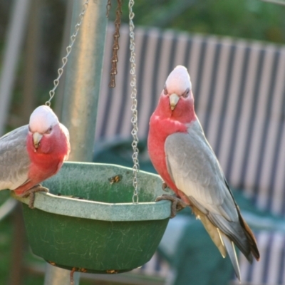 Eolophus roseicapilla (Galah) at Higgins, ACT - 11 Jun 2006 by AlisonMilton