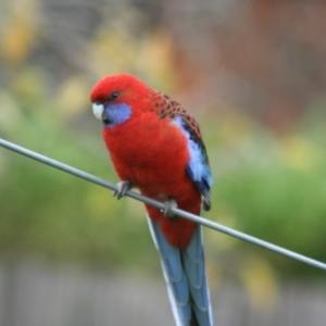 Platycercus elegans at Higgins, ACT - 11 Jun 2006