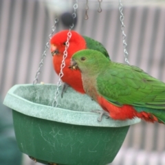 Alisterus scapularis (Australian King-Parrot) at Higgins, ACT - 11 Jun 2006 by AlisonMilton