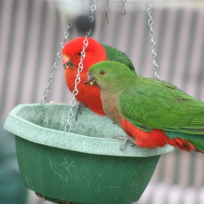 Alisterus scapularis (Australian King-Parrot) at Higgins, ACT - 11 Jun 2006 by AlisonMilton