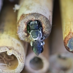 Megachile punctata at Keiraville, NSW - 1 Feb 2022 by PaperbarkNativeBees