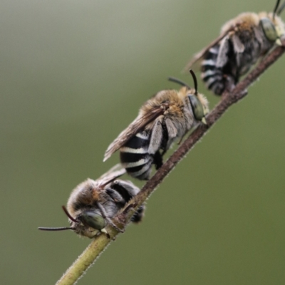 Amegilla sp. (genus) (Blue Banded Bee) at Keiraville, NSW - 29 Mar 2020 by PaperbarkNativeBees