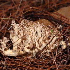 Clavulina vinaceocervina at ANBG - 3 Jun 2024 by TimL