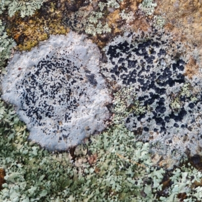 Buellia homophylia at Aranda, ACT - 7 Jun 2024 by WalkYonder