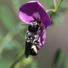 Megachile punctata at Keiraville, NSW - 4 Dec 2020 by PaperbarkNativeBees