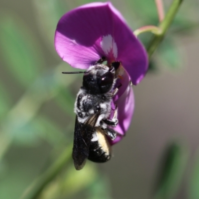 Megachile punctata at Keiraville, NSW - 4 Dec 2020 by PaperbarkNativeBees