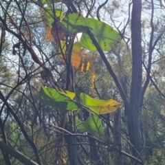 Araujia sericifera at O'Malley, ACT - 7 Jun 2024