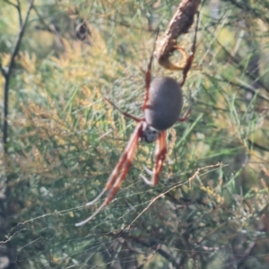 Trichonephila edulis at O'Malley, ACT - 7 Jun 2024