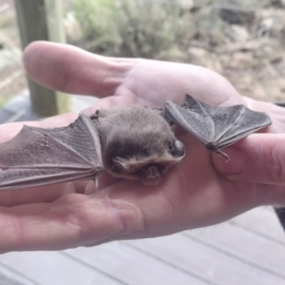 Nyctophilus geoffroyi (Lesser Long-eared Bat) at Cooma, NSW - 6 Jun 2024 by Teinm