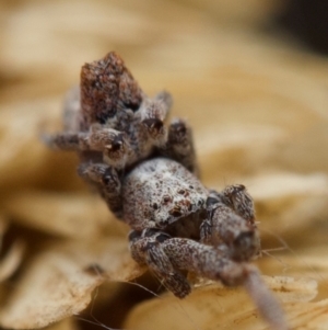 Philoponella congregabilis at Murrumbateman, NSW - 6 Jun 2024 01:08 PM