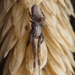 Philoponella congregabilis at Murrumbateman, NSW - 6 Jun 2024 01:08 PM