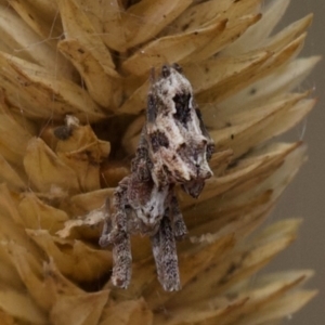 Philoponella congregabilis at Murrumbateman, NSW - 7 Jun 2024 01:12 PM