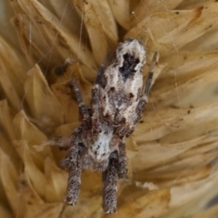 Philoponella congregabilis at Murrumbateman, NSW - 7 Jun 2024 01:12 PM