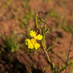 Goodenia virgata at Lake Mackay, NT - 14 May 2024 by Darcy