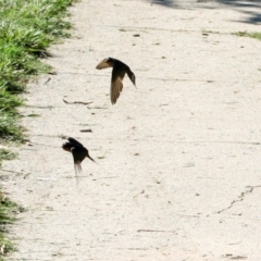 Hirundo neoxena (Welcome Swallow) at Hawker, ACT - 28 Dec 2007 by AlisonMilton