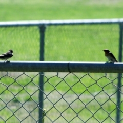 Hirundo neoxena at Hawker, ACT - 28 Dec 2007