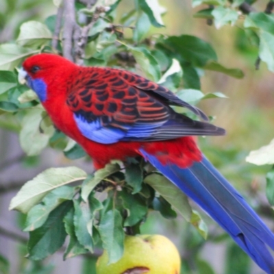 Platycercus elegans (Crimson Rosella) at Higgins, ACT - 8 Apr 2008 by AlisonMilton