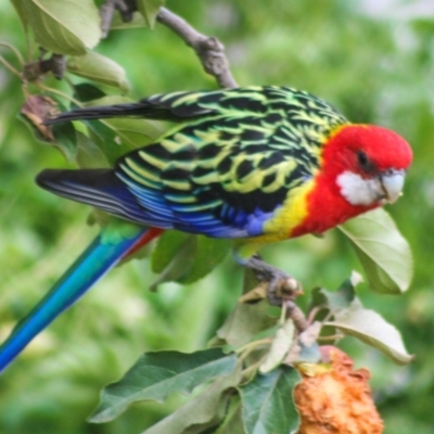 Platycercus eximius (Eastern Rosella) at Higgins, ACT - 9 Apr 2008 by AlisonMilton