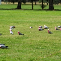 Eolophus roseicapilla (Galah) at Holt, ACT - 3 Apr 2008 by AlisonMilton