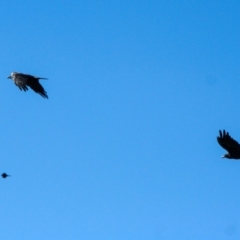 Corvus coronoides (Australian Raven) at Holt, ACT - 16 Feb 2008 by AlisonMilton