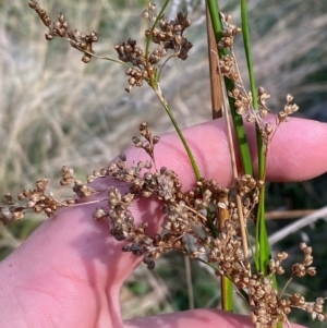 Juncus alexandri subsp. alexandri at Mount Gray Recreation Reserve, Goulburn - 30 Mar 2024 02:46 PM