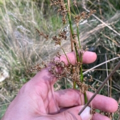 Juncus alexandri subsp. alexandri at Mount Gray Recreation Reserve, Goulburn - 30 Mar 2024 02:46 PM