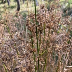 Juncus alexandri subsp. alexandri at Mount Gray Recreation Reserve, Goulburn - 30 Mar 2024 02:46 PM