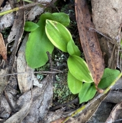 Chiloglottis sp. (A Bird/Wasp Orchid) at Goulburn Mulwaree Council - 30 Mar 2024 by Tapirlord