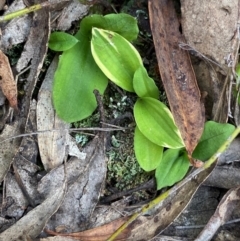 Chiloglottis sp. at Gorman Road Bush Reserve, Goulburn - suppressed