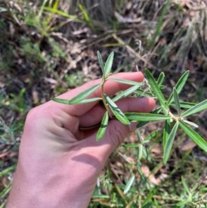 Astrotricha ledifolia at Mount Gray Recreation Reserve, Goulburn - 30 Mar 2024 02:40 PM