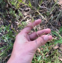 Astrotricha ledifolia at Mount Gray Recreation Reserve, Goulburn - 30 Mar 2024 02:40 PM