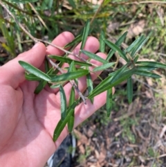 Astrotricha ledifolia at Mount Gray Recreation Reserve, Goulburn - 30 Mar 2024