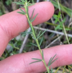 Gompholobium huegelii (pale wedge–pea) at Gorman Road Bush Reserve, Goulburn - 30 Mar 2024 by Tapirlord