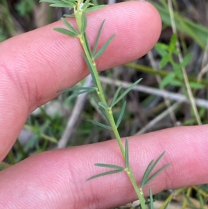 Gompholobium huegelii at Gorman Road Bush Reserve, Goulburn - 30 Mar 2024