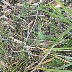 Gompholobium huegelii at Gorman Road Bush Reserve, Goulburn - 30 Mar 2024