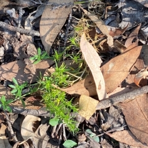 Stellaria pungens at Mount Gray Recreation Reserve, Goulburn - 30 Mar 2024