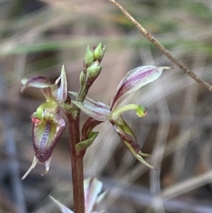 Acianthus exsertus at Gorman Road Bush Reserve, Goulburn - 30 Mar 2024