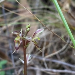 Acianthus exsertus at Gorman Road Bush Reserve, Goulburn - 30 Mar 2024