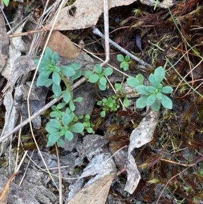 Poranthera microphylla (Small Poranthera) at Governers Hill Recreation Reserve - 30 Mar 2024 by Tapirlord