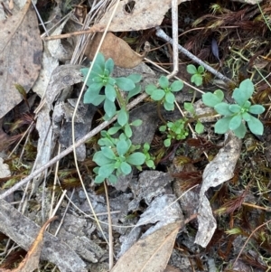 Poranthera microphylla at Mount Gray Recreation Reserve, Goulburn - 30 Mar 2024 02:25 PM