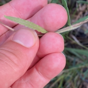 Billardiera scandens at Mount Gray Recreation Reserve, Goulburn - 30 Mar 2024 02:24 PM