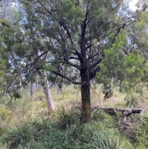 Exocarpos cupressiformis at Mount Gray Recreation Reserve, Goulburn - 30 Mar 2024 02:19 PM