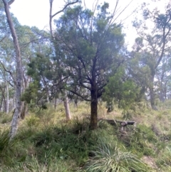 Exocarpos cupressiformis at Mount Gray Recreation Reserve, Goulburn - 30 Mar 2024