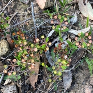 Pomax umbellata at Mount Gray Recreation Reserve, Goulburn - 30 Mar 2024