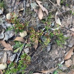 Pomax umbellata at Mount Gray Recreation Reserve, Goulburn - 30 Mar 2024