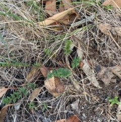 Cheilanthes sieberi subsp. sieberi at Mount Gray Recreation Reserve, Goulburn - 30 Mar 2024