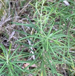 Cassinia longifolia at Gorman Road Bush Reserve, Goulburn - 30 Mar 2024